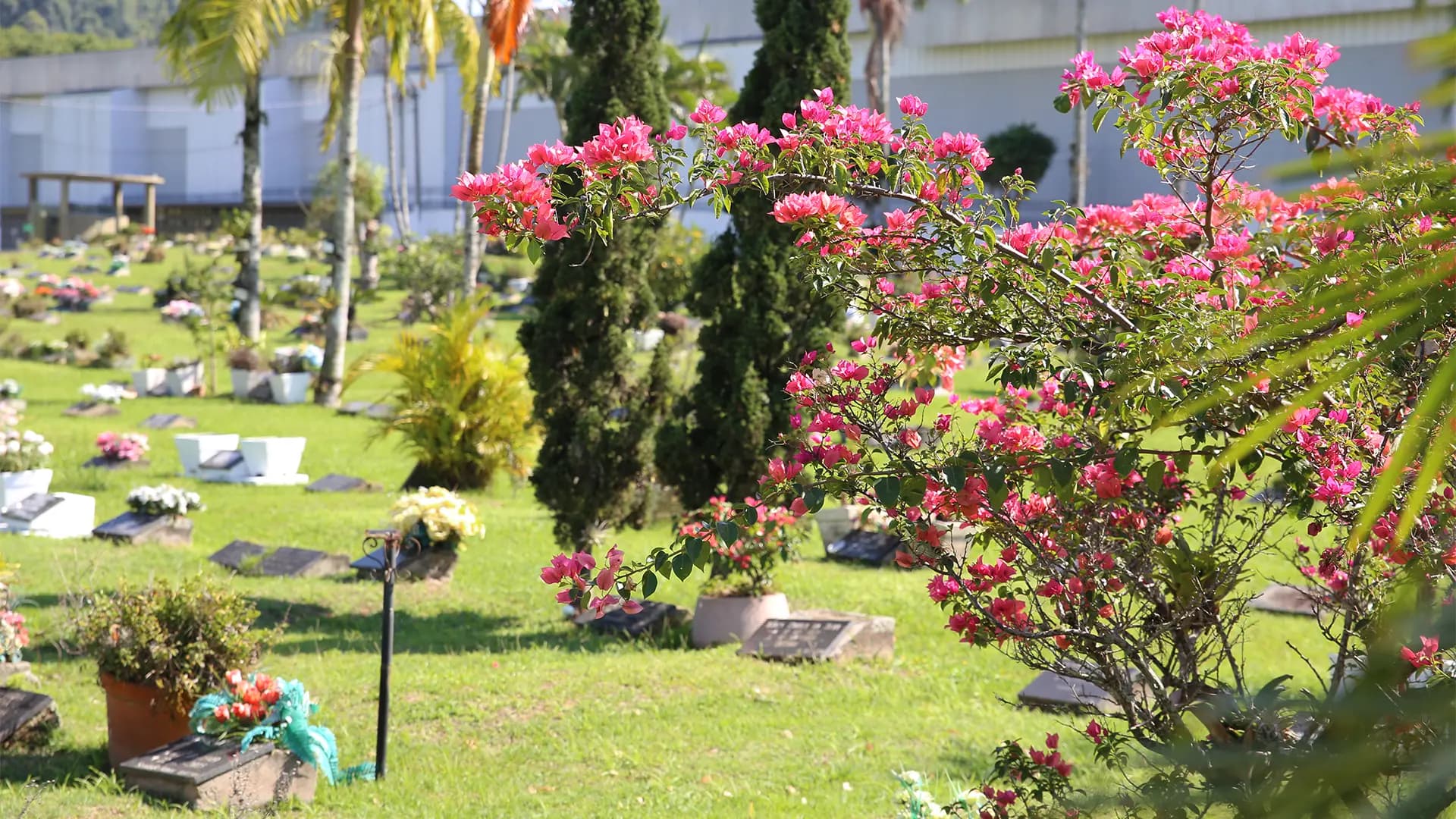 Crisantemos background